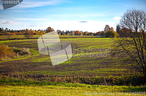 Image of Field in autumn