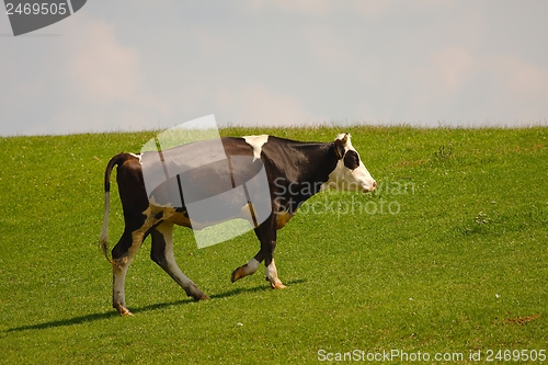 Image of Cow on a field
