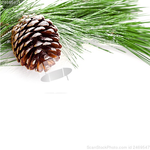 Image of fir tree branch with pinecone