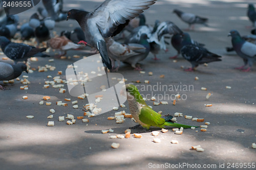 Image of Eating pigeons and parrot