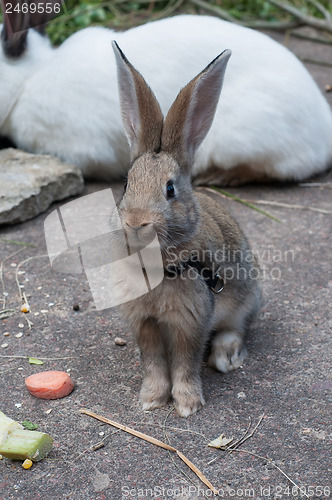 Image of Adorable rabbit outside