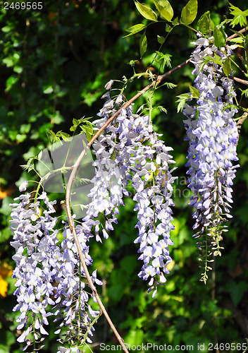 Image of Chinese wisteria (Wisteria sinensis)