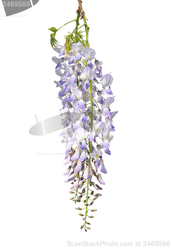 Image of Chinese wisteria (Wisteria sinensis)