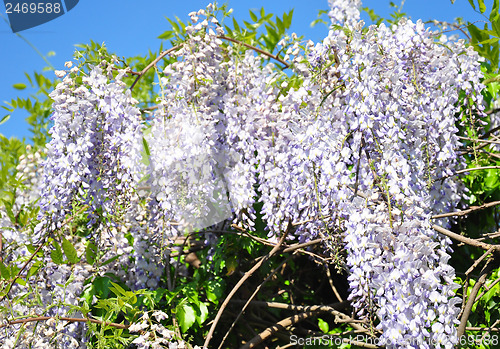 Image of Chinese wisteria (Wisteria sinensis)