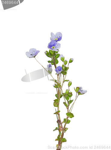 Image of Slender Speedwell (Veronica filiformis)