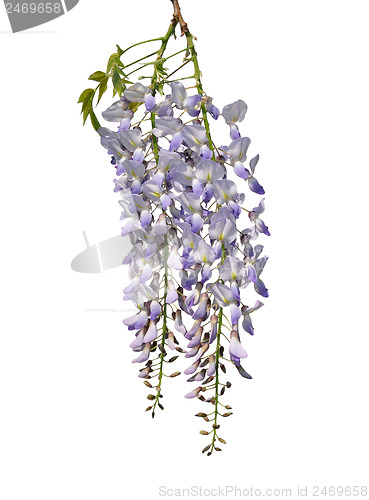 Image of Chinese wisteria (Wisteria sinensis)
