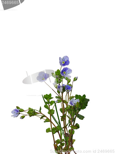 Image of Slender Speedwell (Veronica filiformis)