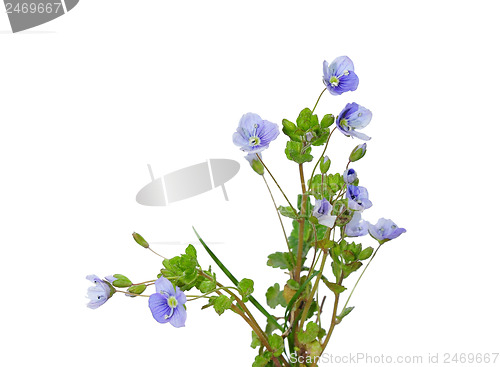 Image of Slender Speedwell (Veronica filiformis)