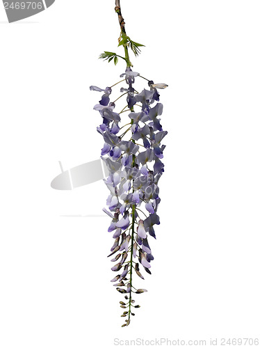 Image of Chinese wisteria (Wisteria sinensis)