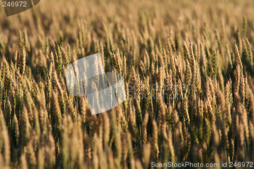 Image of Field