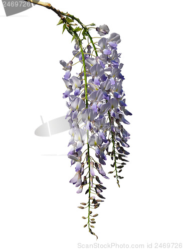 Image of Chinese wisteria (Wisteria sinensis)