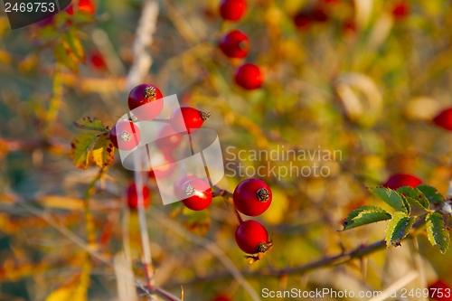 Image of Rosehips