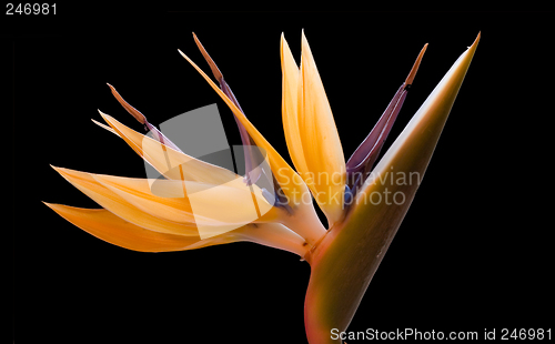 Image of Bird of paradise