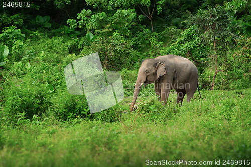 Image of Female elephant near the rainforest. Thailand