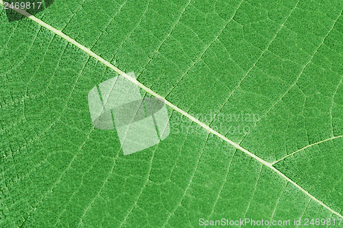 Image of background - green plant leaf with veins