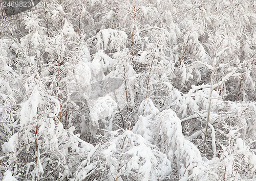 Image of Young birch forest covered with snow
