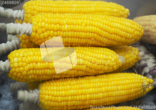 Image of Boiled corn cobs on the market