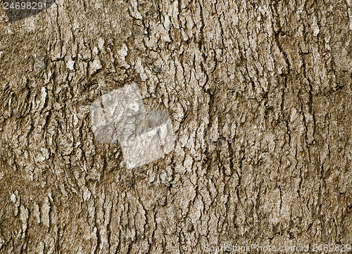 Image of Bark of old deciduous tree - natural background