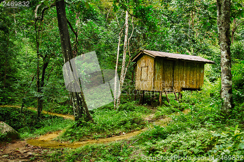 Image of Wooden small house in a tropical forest