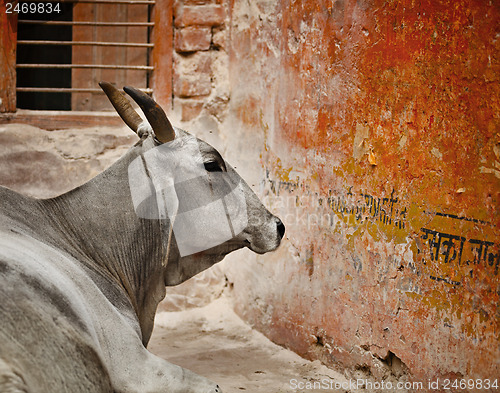 Image of Cow in a indian city