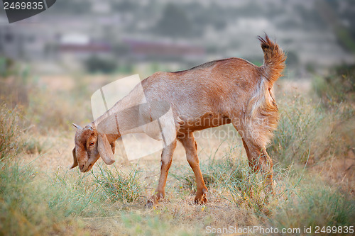 Image of Domestic grazing goat