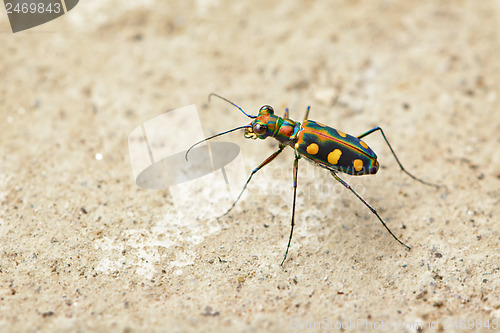 Image of Tiger beetle - Cosmodela aurulenta