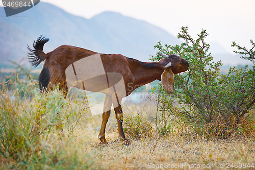 Image of Goat eats thorny bushes