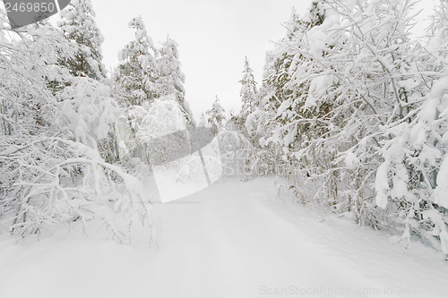 Image of The path in a snowy winter forest