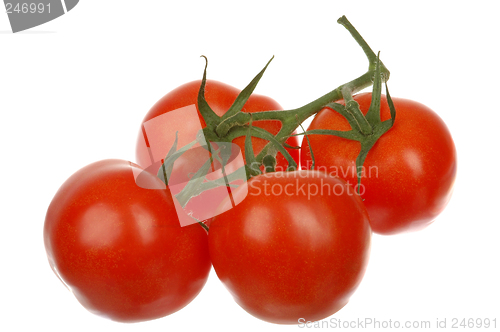 Image of Tomatoes # 01