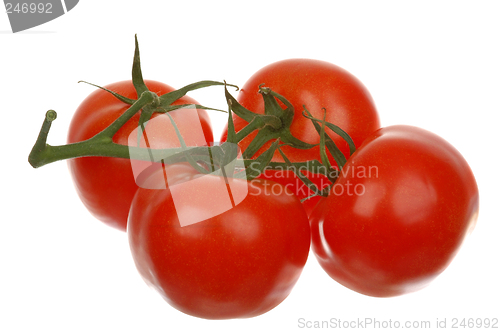 Image of Tomatoes # 02