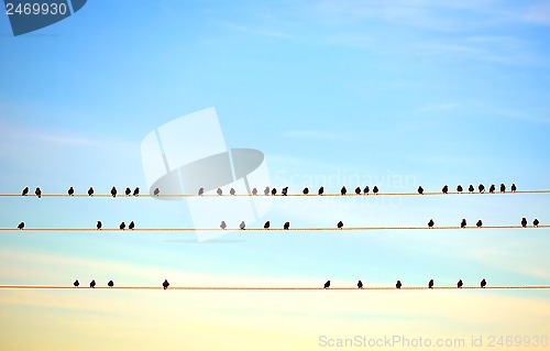 Image of birds on electric wire