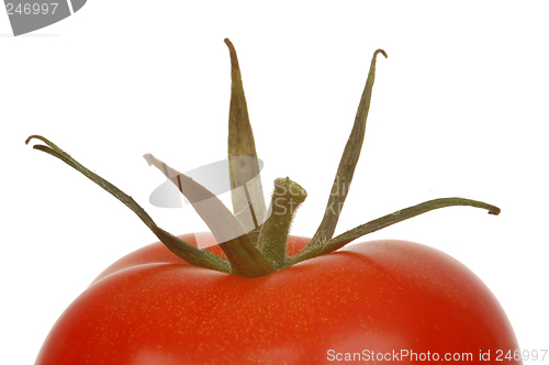 Image of Tomatoes # 07