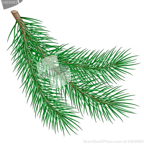 Image of fir branch