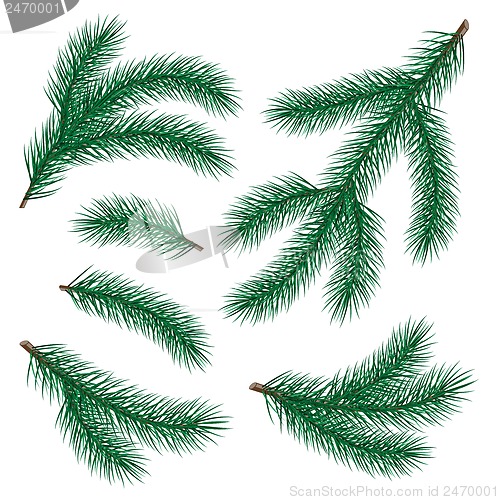 Image of set of fir branch