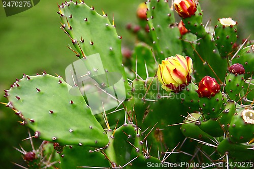 Image of Cactus