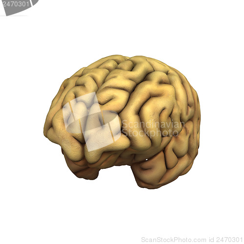 Image of Brain