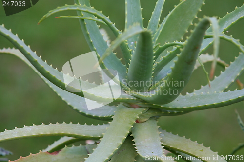 Image of aloe vera