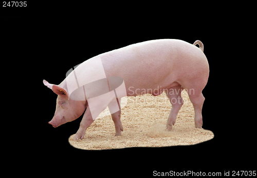 Image of Pig