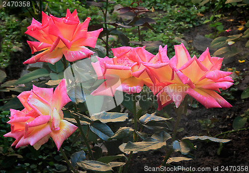 Image of Beautiful blossoming rose against the green of the leaves