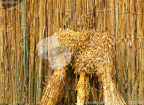 Image of Ears of grain associated in bundles on the background of the fen