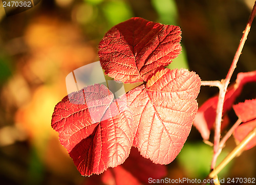 Image of Autumn, beautiful red BlackBerry leaves.