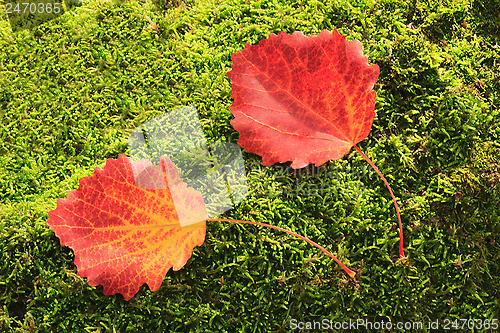 Image of Fallen red leaves of aspen on a background of green moss on the 