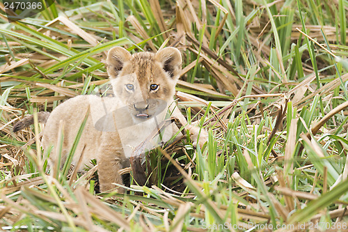 Image of Lion cub