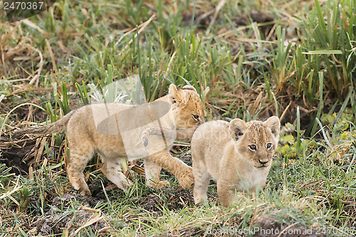 Image of Two small lion cubs