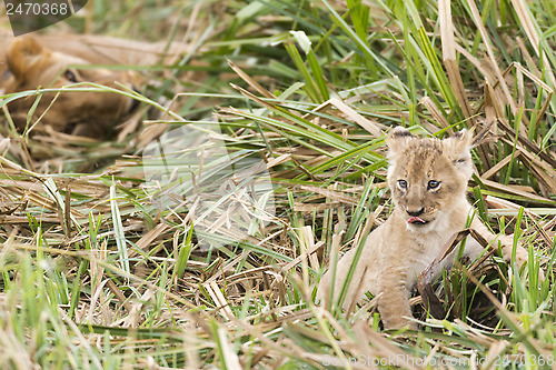 Image of Lion cub in front of lioness