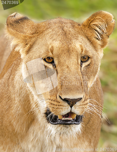 Image of Lioness