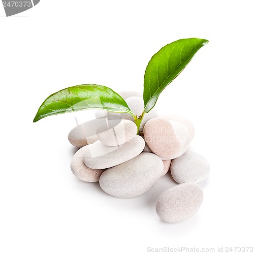 Image of heap of stones and green leaves 