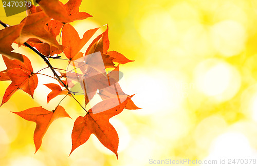 Image of Maple on Yellow Bokeh background