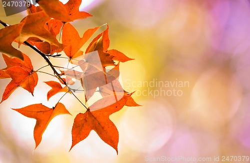 Image of Maple on Pink Bokeh background