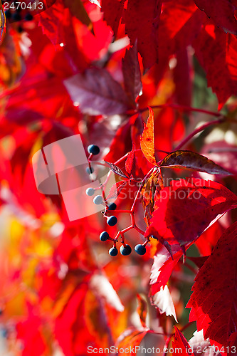 Image of red autumn leaves